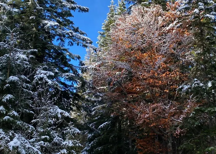 Haus Bergkristall - Appt. Schneider Seefeld in Tirol